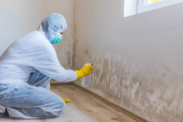 Licensed Mold Remediation service in Mill Neck, NY - WQB Mold Removal